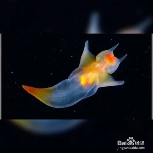 裸海蝶是什么？裸海蝶介绍