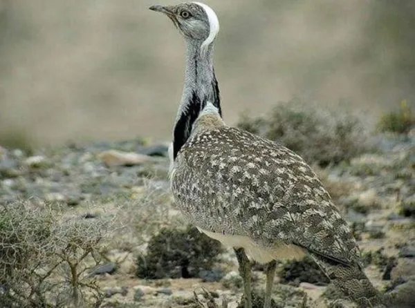 翎颌鸨是什么意思 稀有鸟类简介资料图片