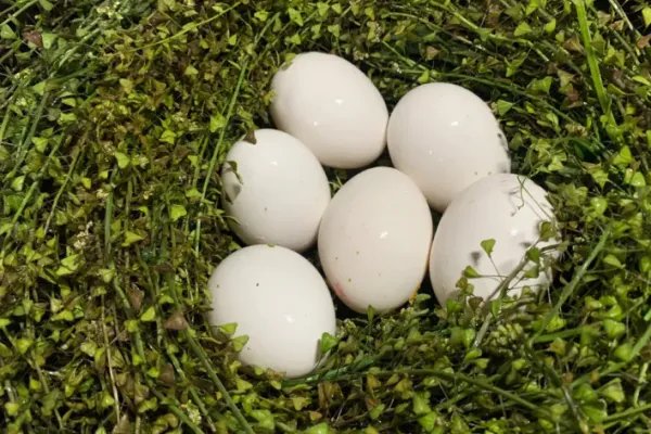 蛋的拼音怎么读