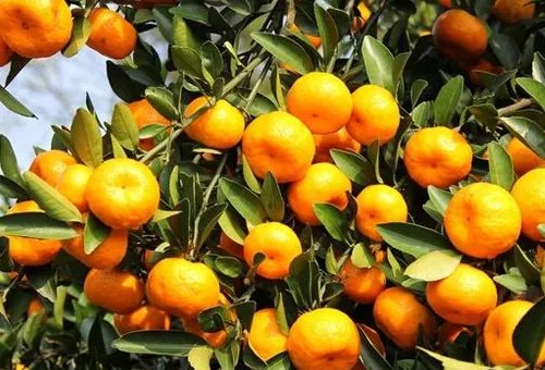 江西十大特产有什么？