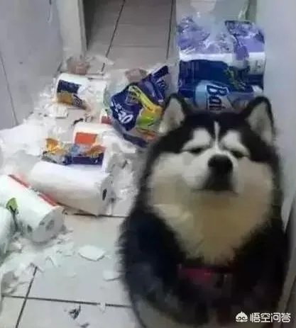 如果把狗狗自己放到陌生环境中