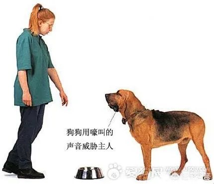 如果把狗狗自己放到陌生环境中