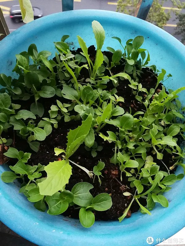 #原创新人#简简单单的阳台种菜，赶紧给自己开辟一个有机蔬菜园吧！