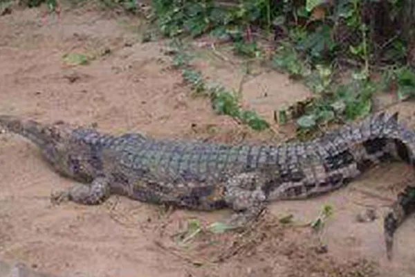 世界上十种最大鳄鱼:第一名体重超过4900斤也是最凶猛的鳄鱼