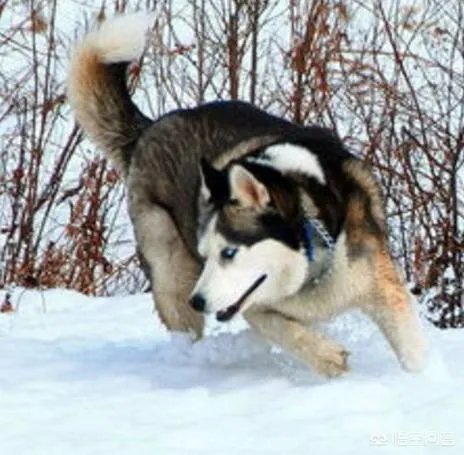 如果把狗狗自己放到陌生环境中