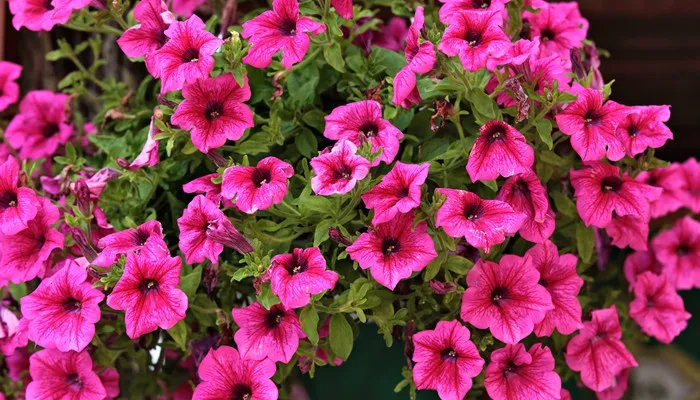 牵牛花有毒吗 牵牛花有没有毒