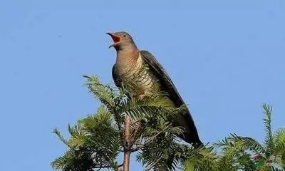 子规是什么鸟？