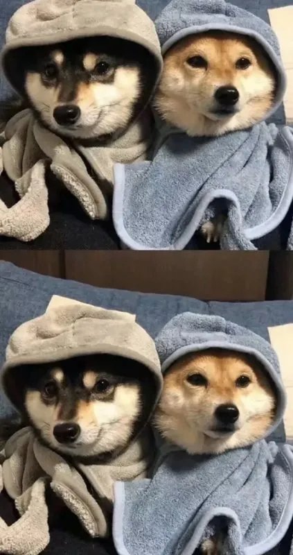 什么是东郭先生