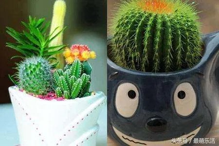 仙人球怎么养更好？