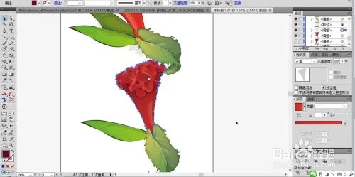 鸡冠花图片设计