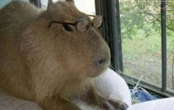 世界上最大的老鼠，体长1米体重9公斤