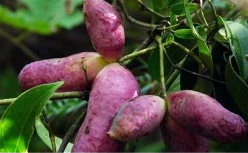 八月瓜的功效与作用  八月瓜怎么吃