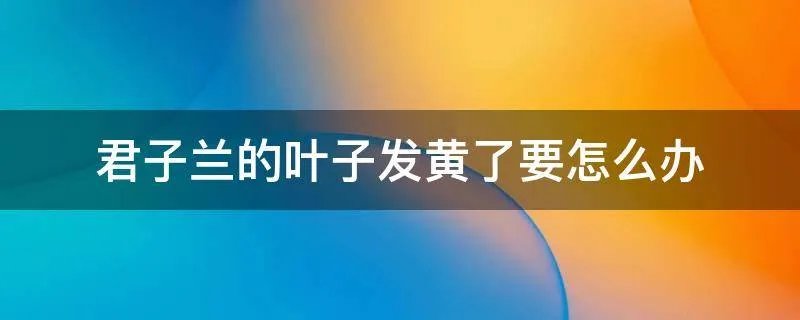 君子兰的叶子发黄了要怎么办