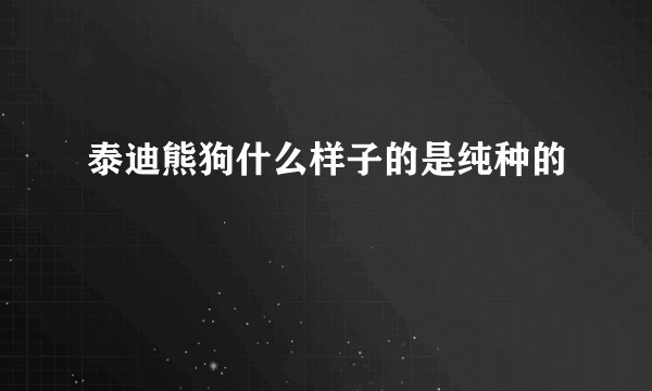 泰迪熊狗什么样子的是纯种的
