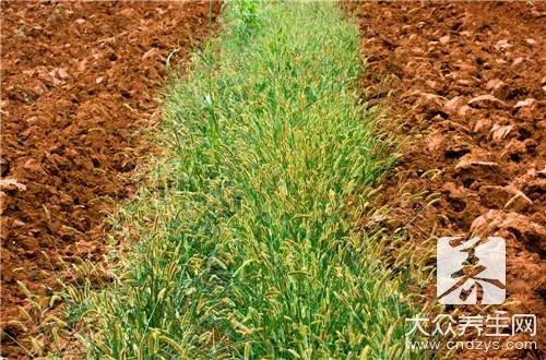 磷酸二氢钾使用方法有哪些呢？