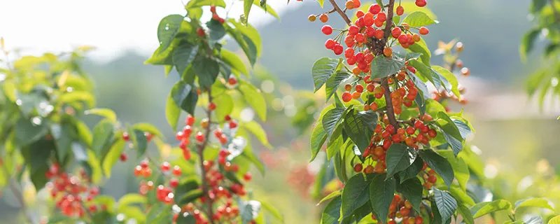 樱桃树的特点 樱桃树的特点有哪些