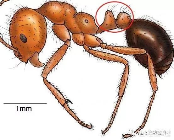 红火蚁出没赣州，政府发布紧急疫情，这是怎么回事，怎么辨别红火蚁？