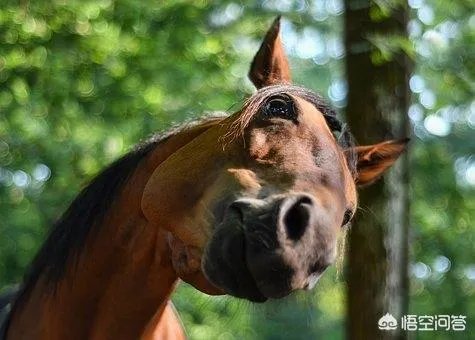 大家分享一下最搞笑的头像图片?