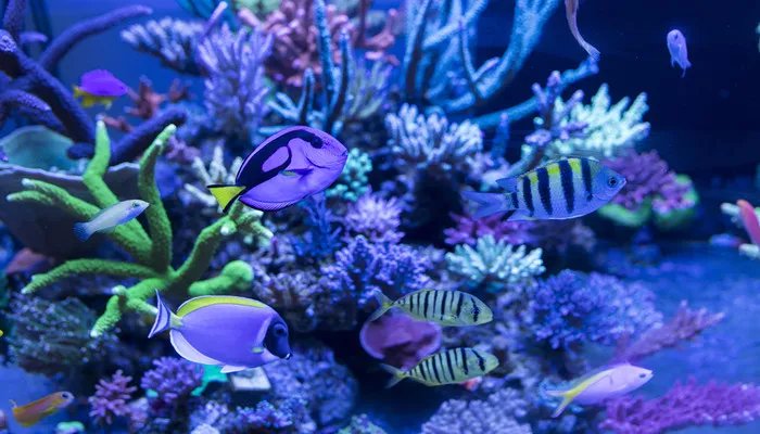 杭州海底世界在哪里 杭州海底世界在什么地方