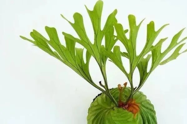 最知名的十大热带雨林植物，鹿角蕨上榜，第八被誉为世界花王