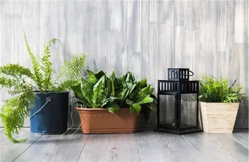 甲醛去除方法都有哪些