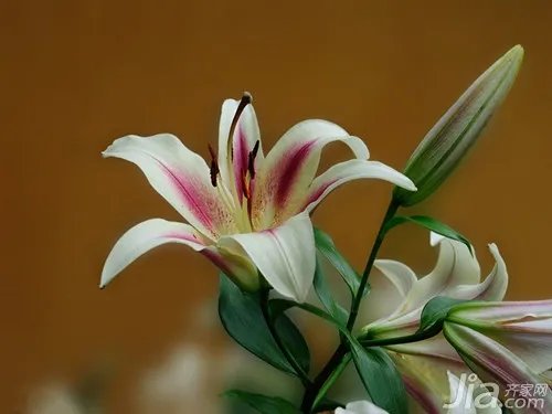 百合花象征什么 百合花的象征意义