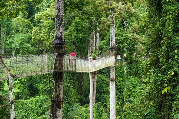 最知名的十大热带雨林植物，鹿角蕨上榜，第八被誉为世界花王