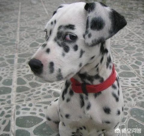 大家分享一下最搞笑的头像图片?