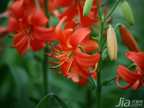 百合花象征什么 百合花的象征意义