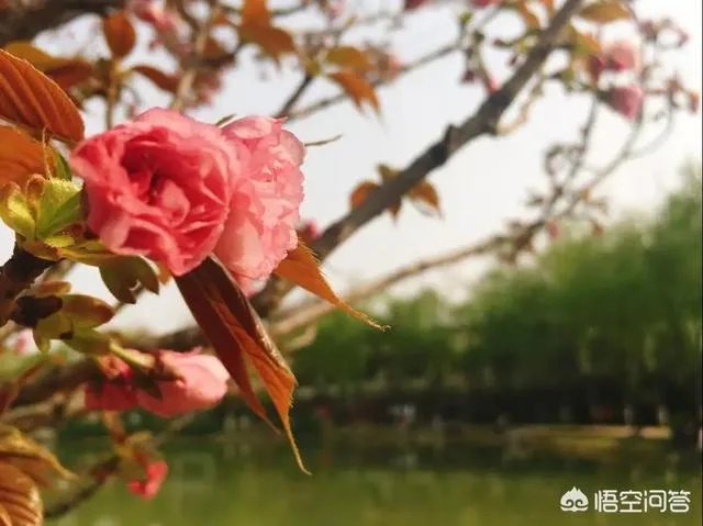 荥阳都有什么好玩的地方？