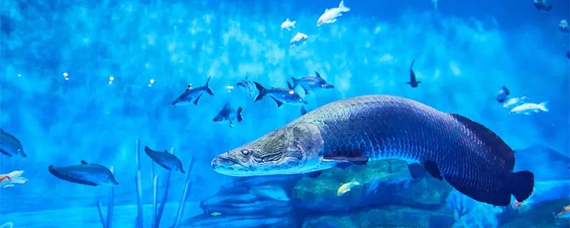 杭州海底世界在哪里 杭州海底世界在什么地方