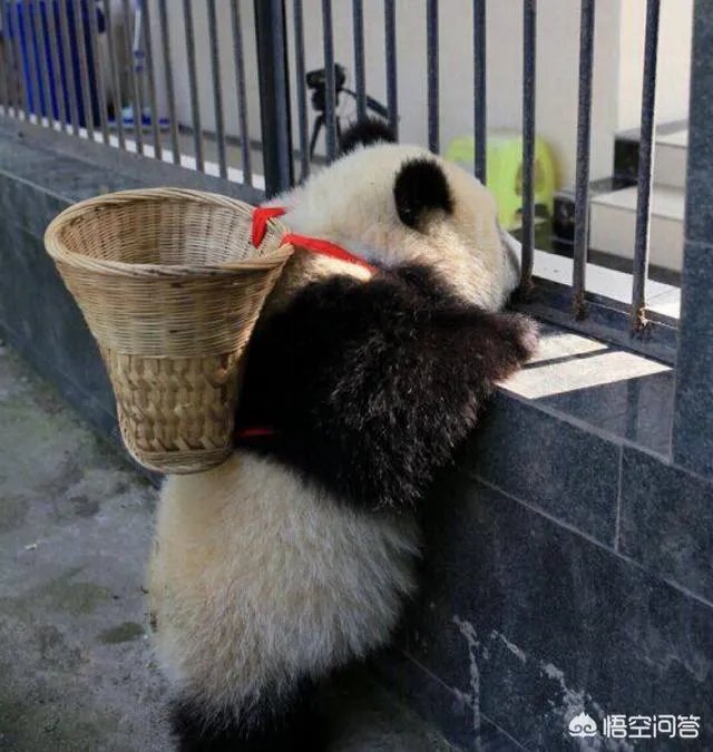 大家分享一下最搞笑的头像图片?