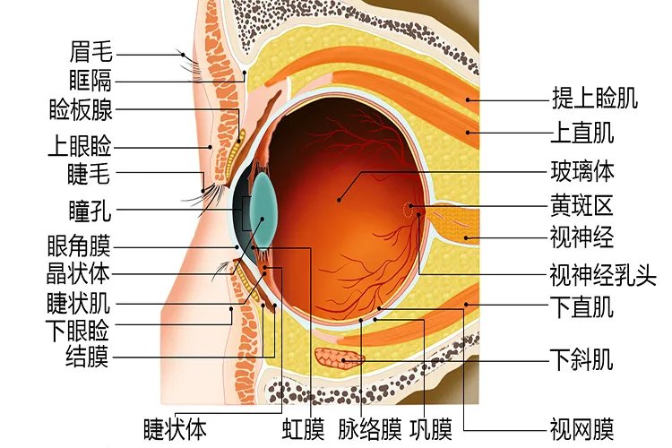 眼部位置图解