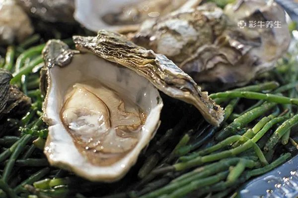 补肾壮阳的食物有哪些