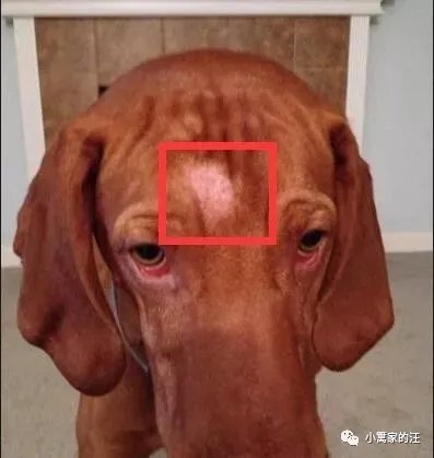 狗螨虫性皮肤病最全指南