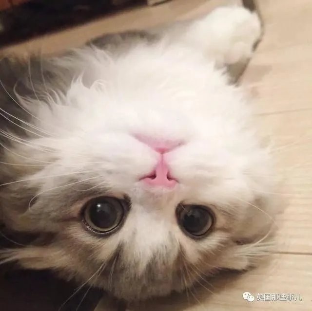 有没有一些好看的背景图或可爱的卡通少女图片？