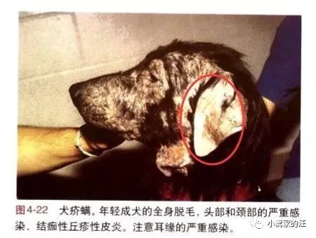 狗螨虫性皮肤病最全指南