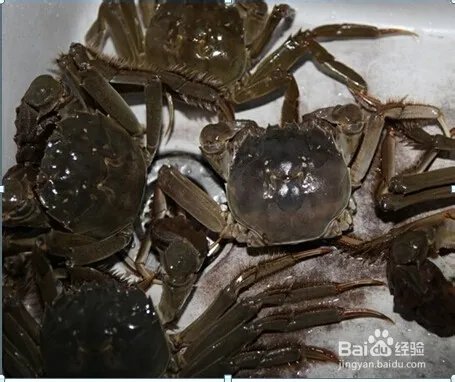 螃蟹的保存方法