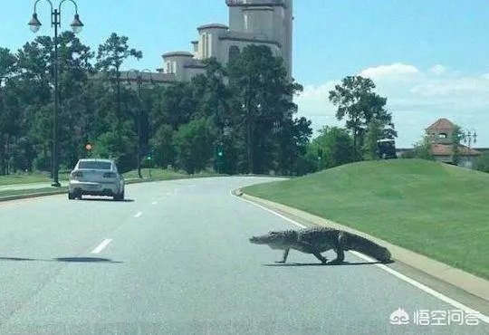 大家分享一下最搞笑的头像图片?