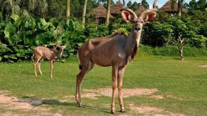 长隆野生动物园攻略