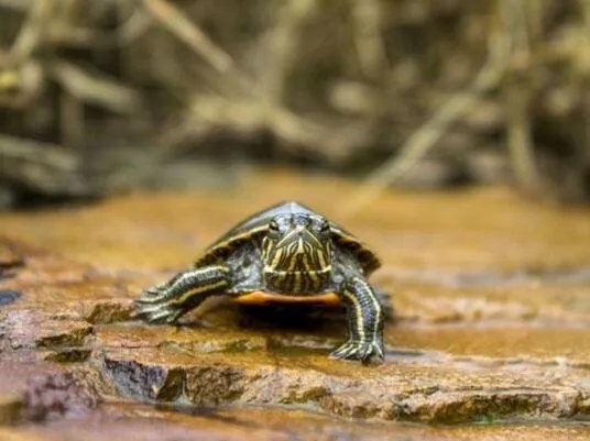 西部锦龟怎么养 养西部锦龟需要注意什么