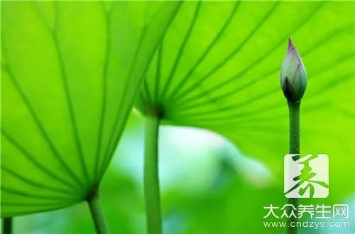 荷叶茶减肥有用吗？             