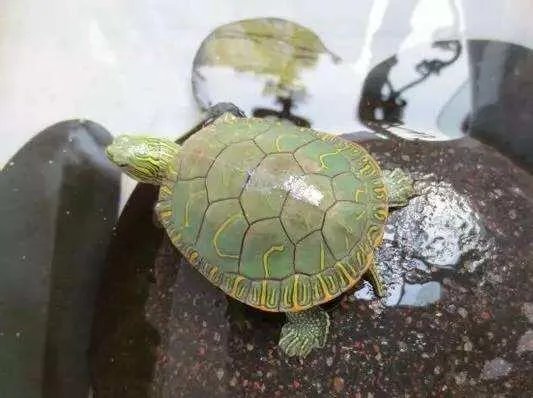 西部锦龟怎么养 养西部锦龟需要注意什么