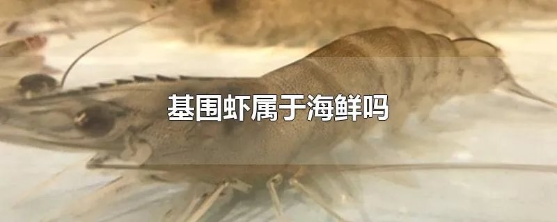 基围虾属于海鲜吗
