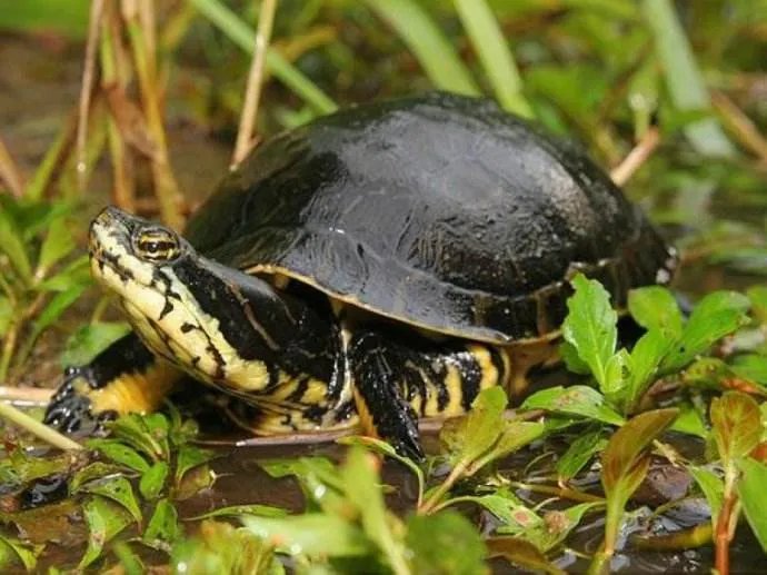 西部锦龟怎么养 养西部锦龟需要注意什么