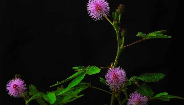 含羞草的花语 含羞草的花语是什么