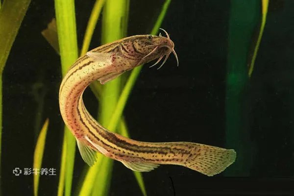 补肾壮阳的食物有哪些