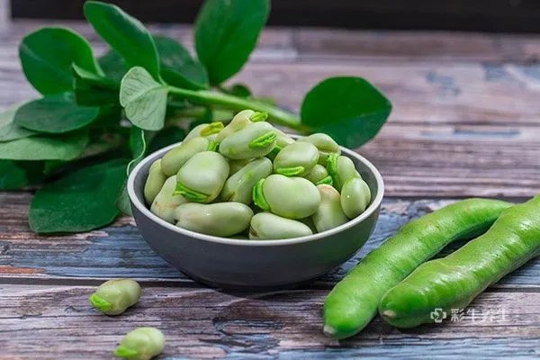 蚕豆的营养价值及功效