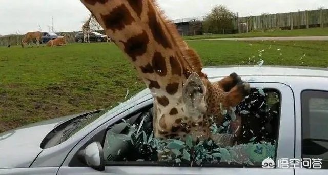 大家分享一下最搞笑的头像图片?