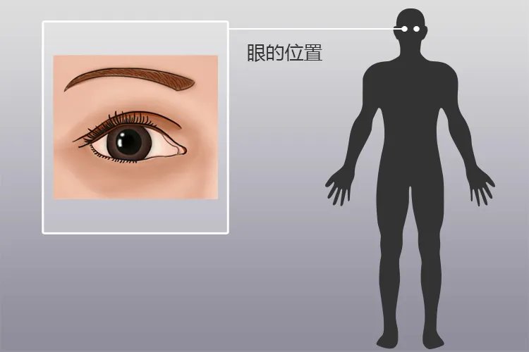 眼部位置图解